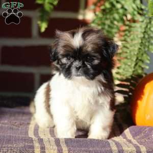 Duchess, Shih Tzu Puppy